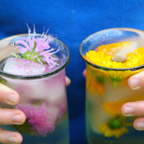 Schisandra ice cubes with edible calendula and wild bergamot flowers.
