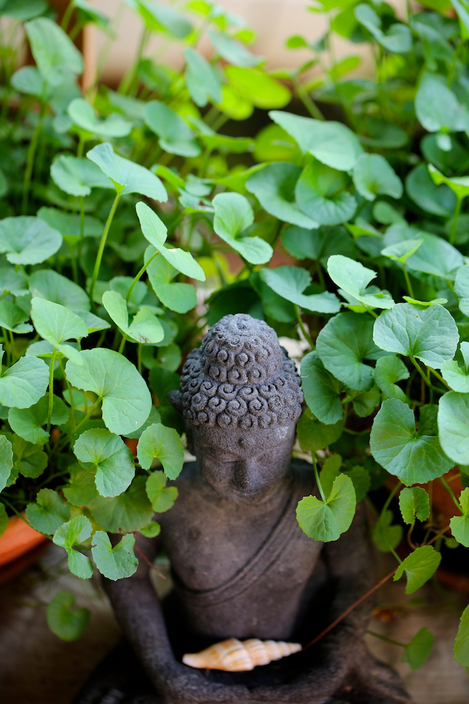 Gotu kola growing in a pot.