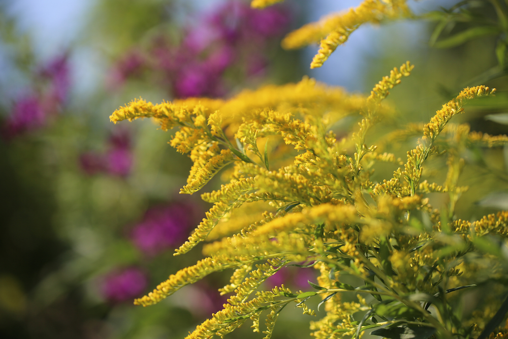 Goldenrod
