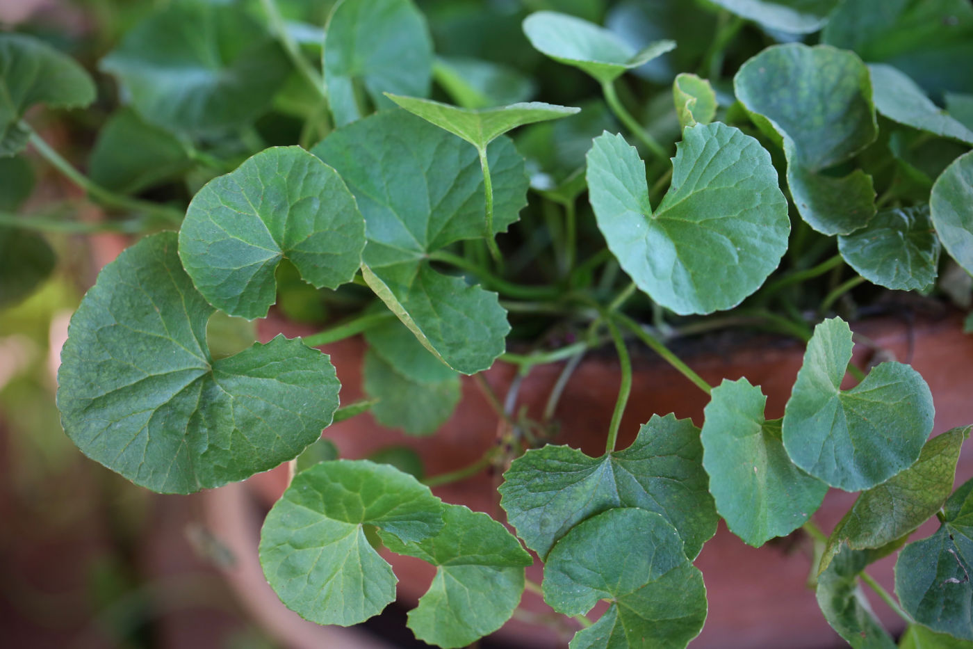 Closeup of gotu kola leaves.