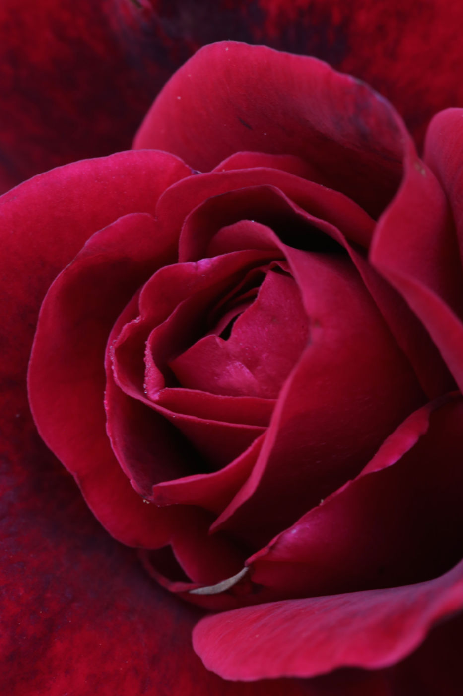 Close-up of a red rose.