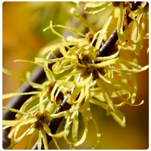Witch Hazel branch
