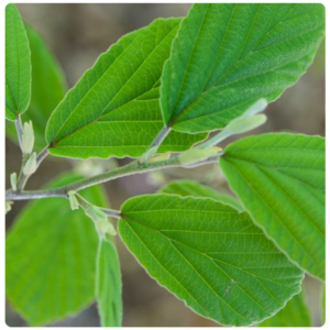 Green witch hazel leaves and buds